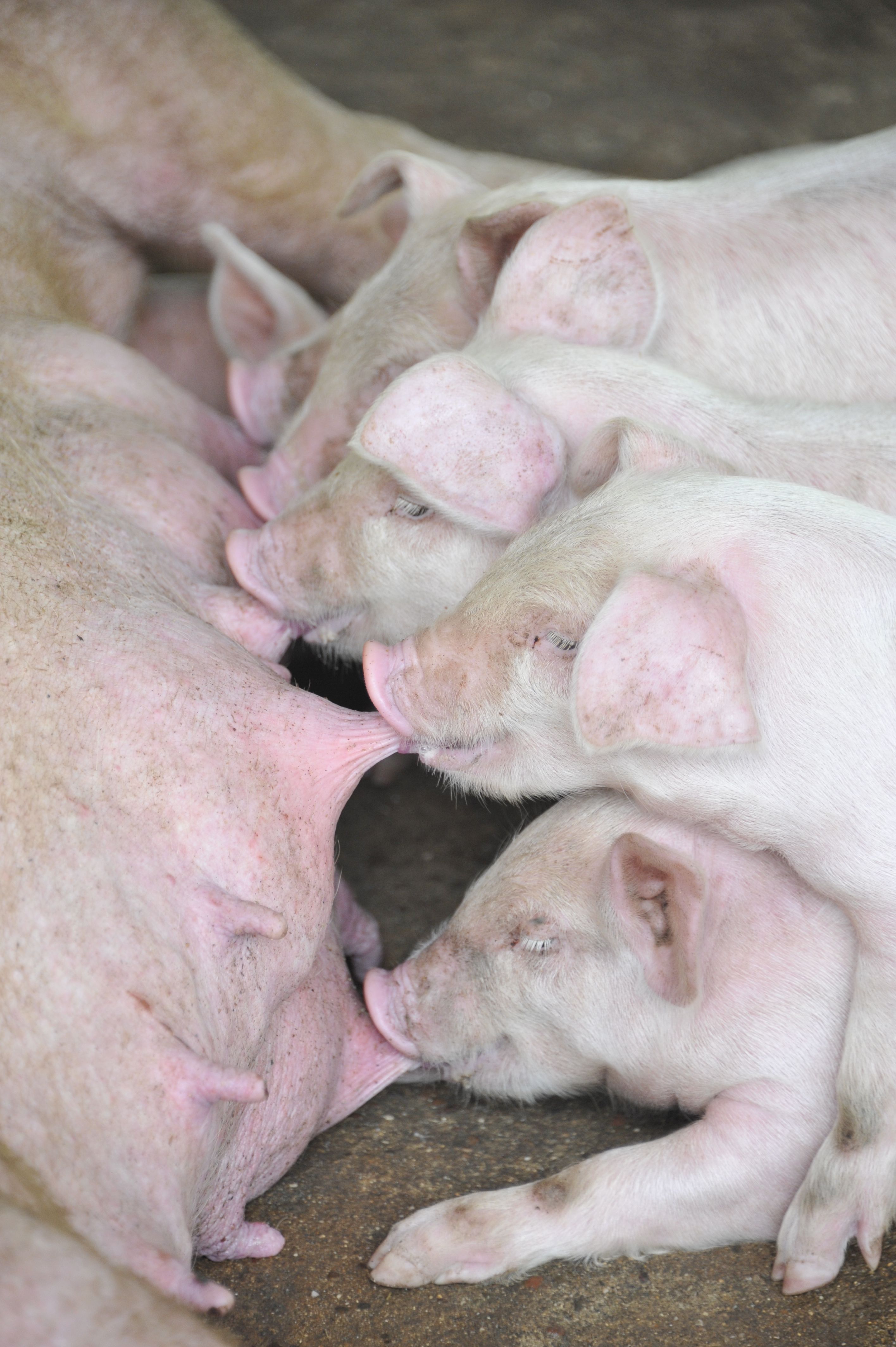 L'élevage porcin de la Tao farm