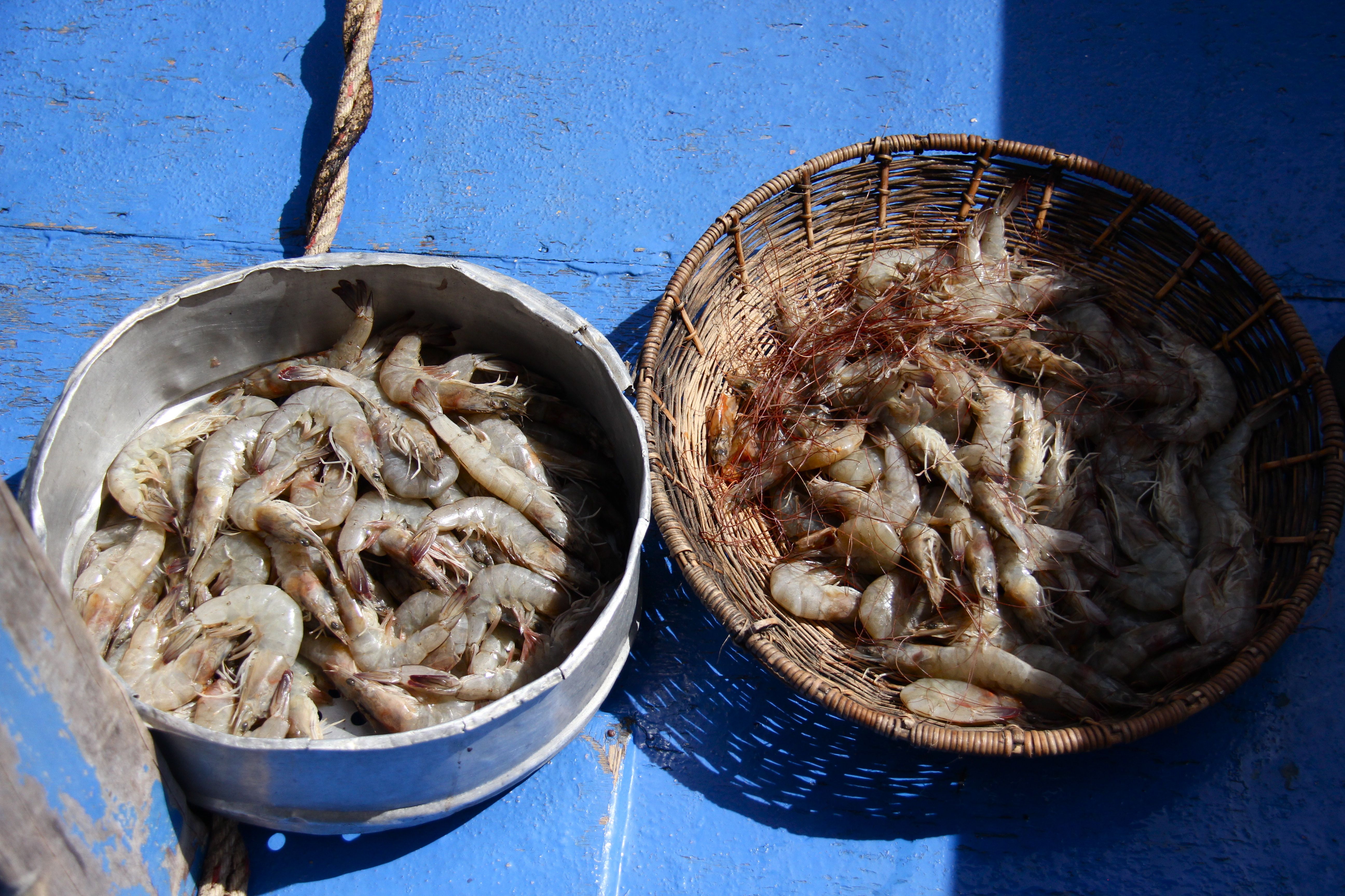 Crevettes fraiches à Palawan