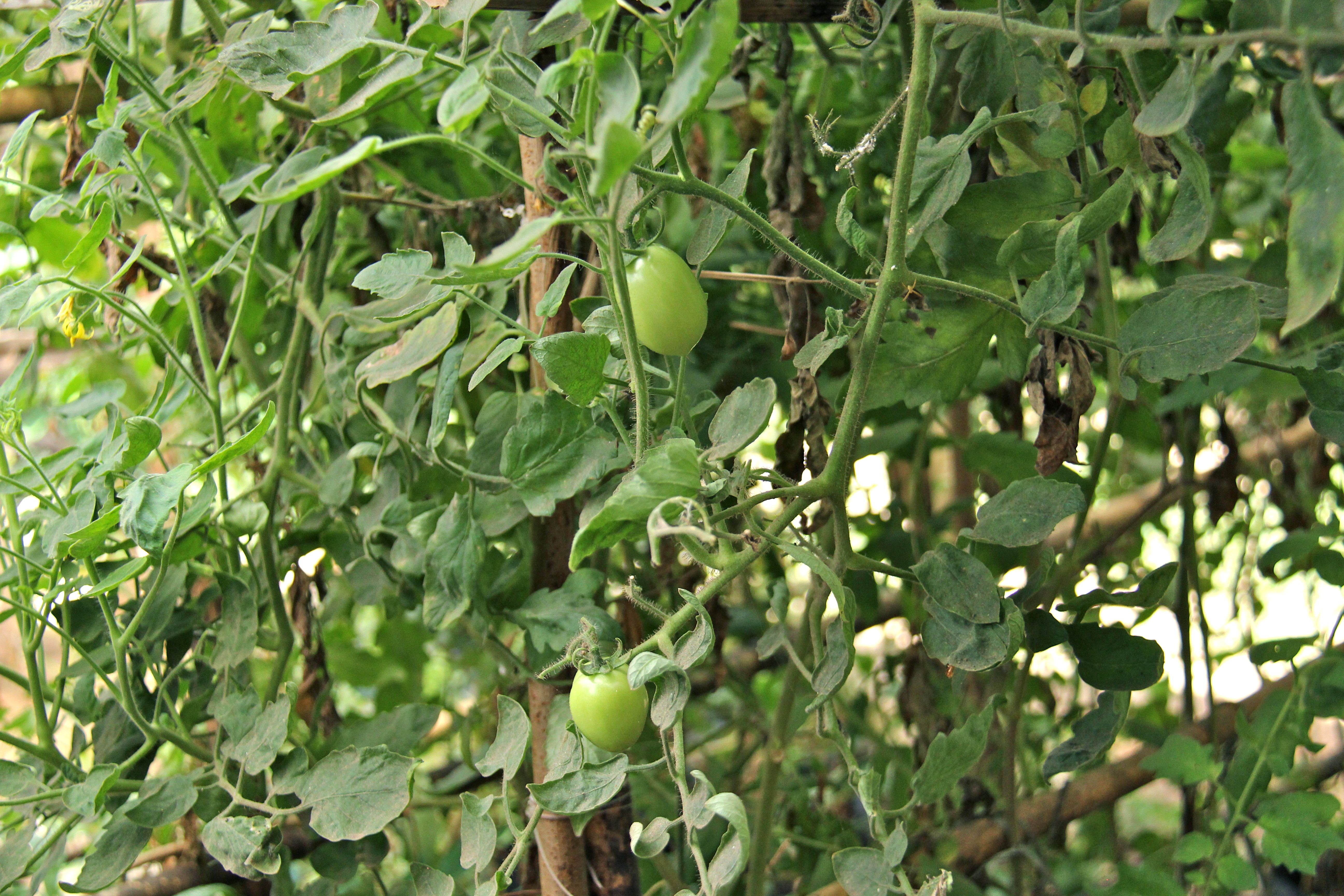 Tomates permaculture Tao farm Palawan