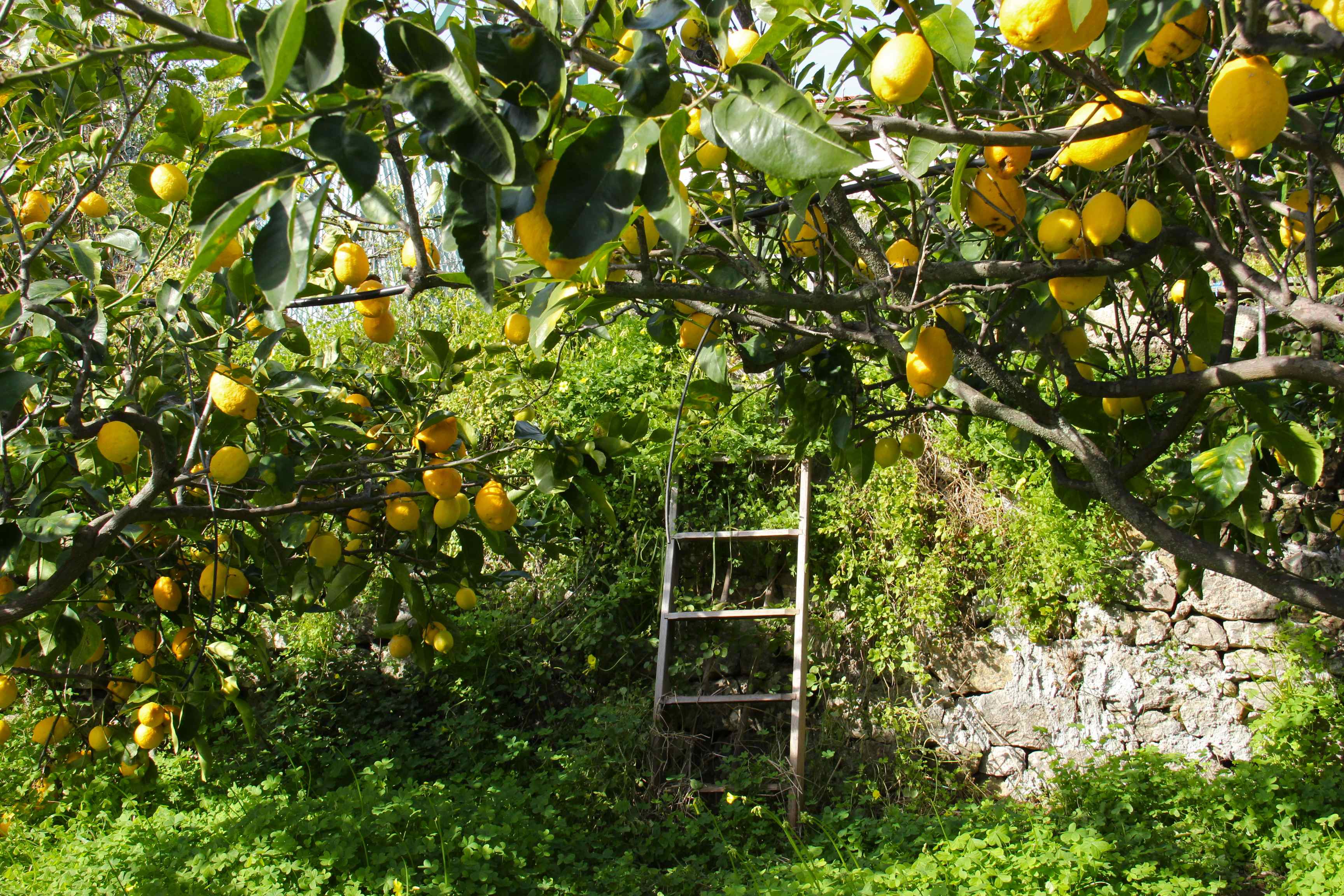 Citrons cédrat de Jean-Noël Falcou